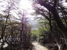 Bosque cerca del glaciar