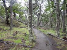 Sendero a Fitz Roy