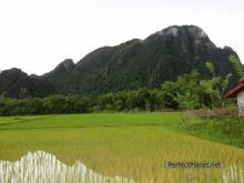 Rice fields