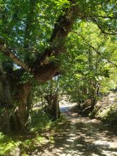 Chestnut trees