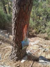 Pine resin trees