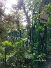 Suspension bridge