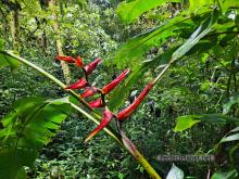 Heliconias