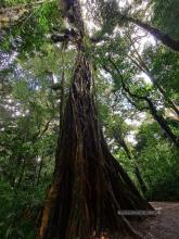 Reserva biológica de Bosque Nuboso de Monteverde