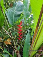 Heliconia