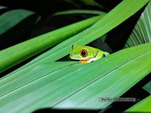 Red eyes green frog