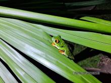 Red eyes frog