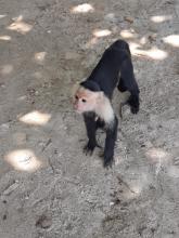 Capuchin monkey