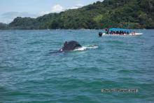 Humpback whales