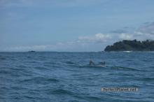 Humpback whales