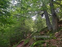 Selva de Oza