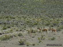 Vicuñas
