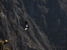 Condor