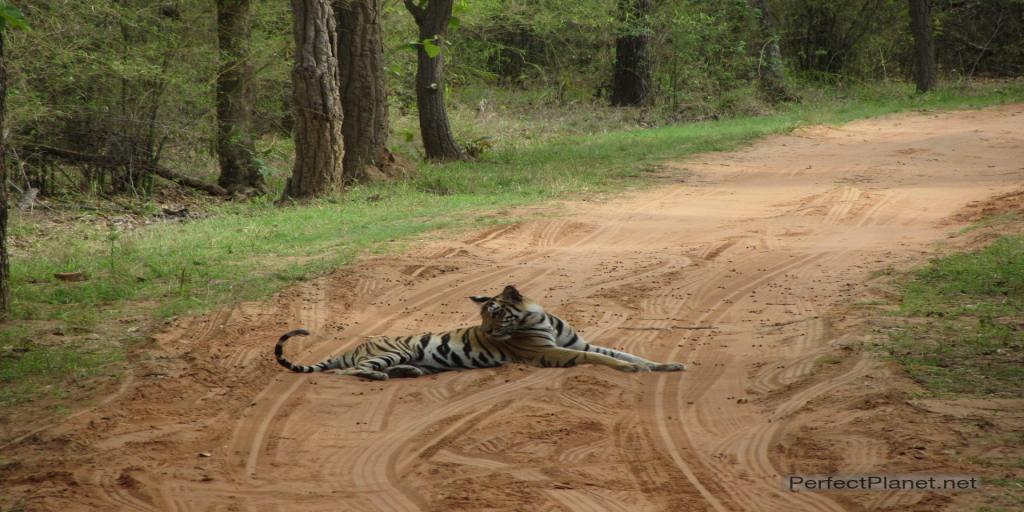 Bandhavgarh India