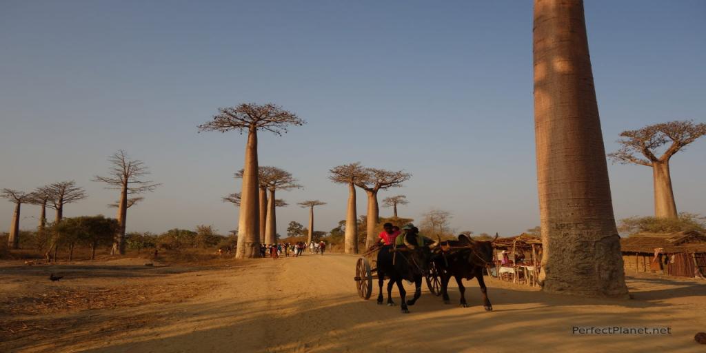 Alle Baobabs Madagascar